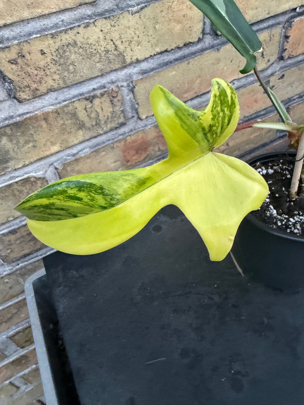 Philodendron Florida beauty