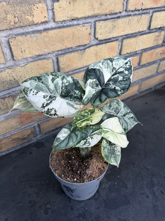 Alocasia dragon scale albo
