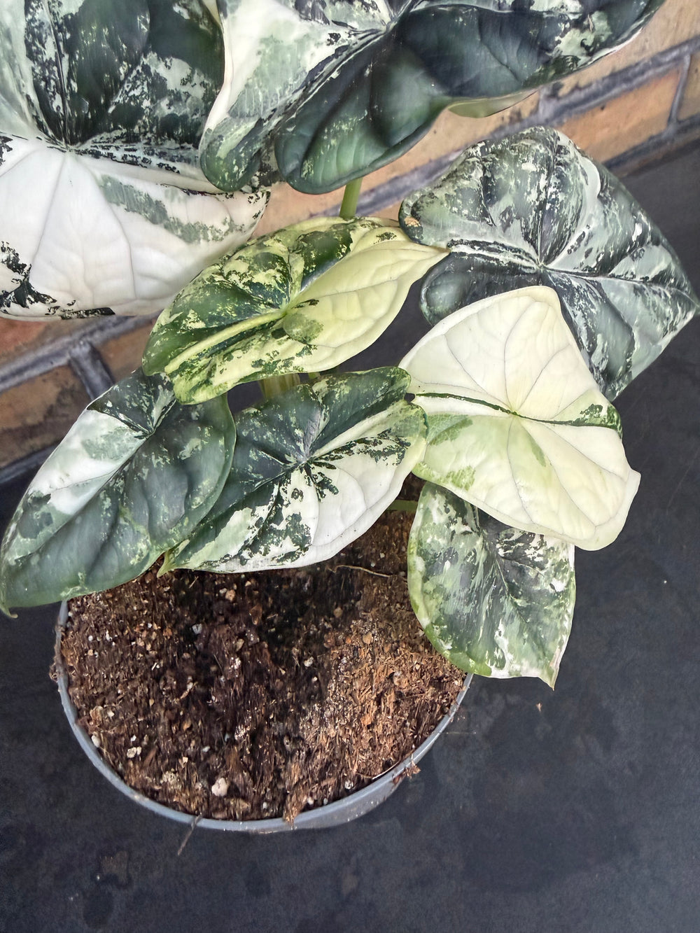 Alocasia dragon scale albo