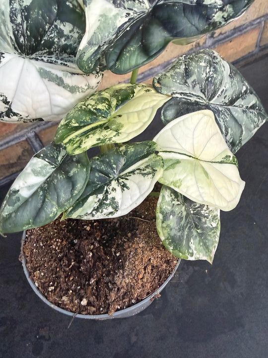 Alocasia dragon scale albo