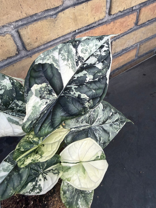 Alocasia dragon scale albo