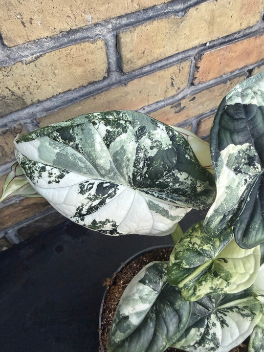 Alocasia dragon scale albo