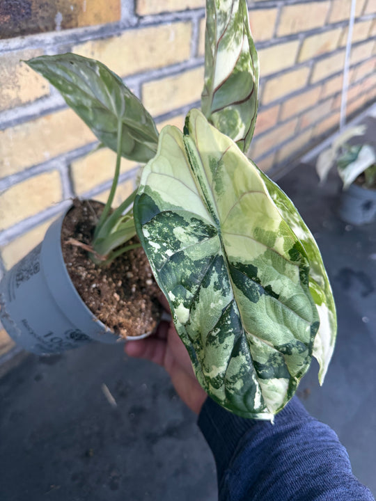 Alocasia dragon scale albo