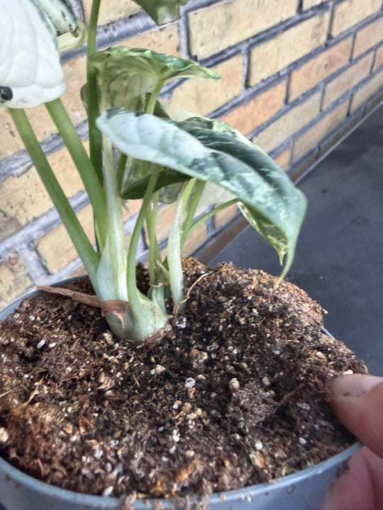 Alocasia dragon scale albo