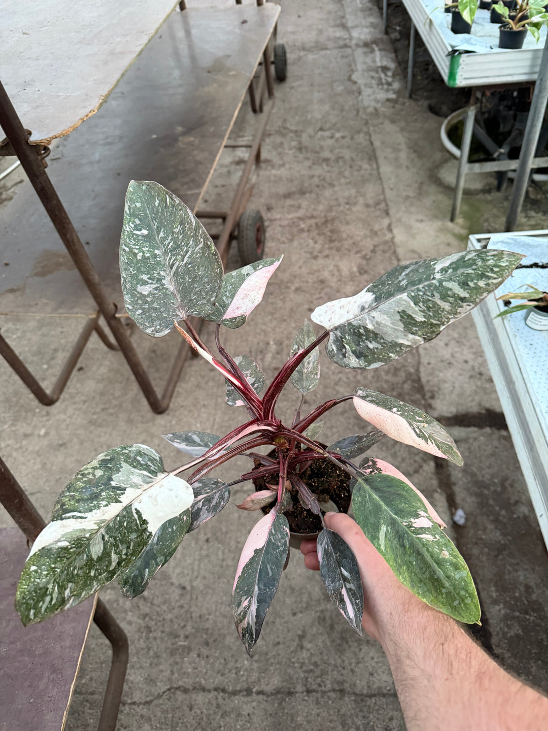 Philodendron pink princess mutation
