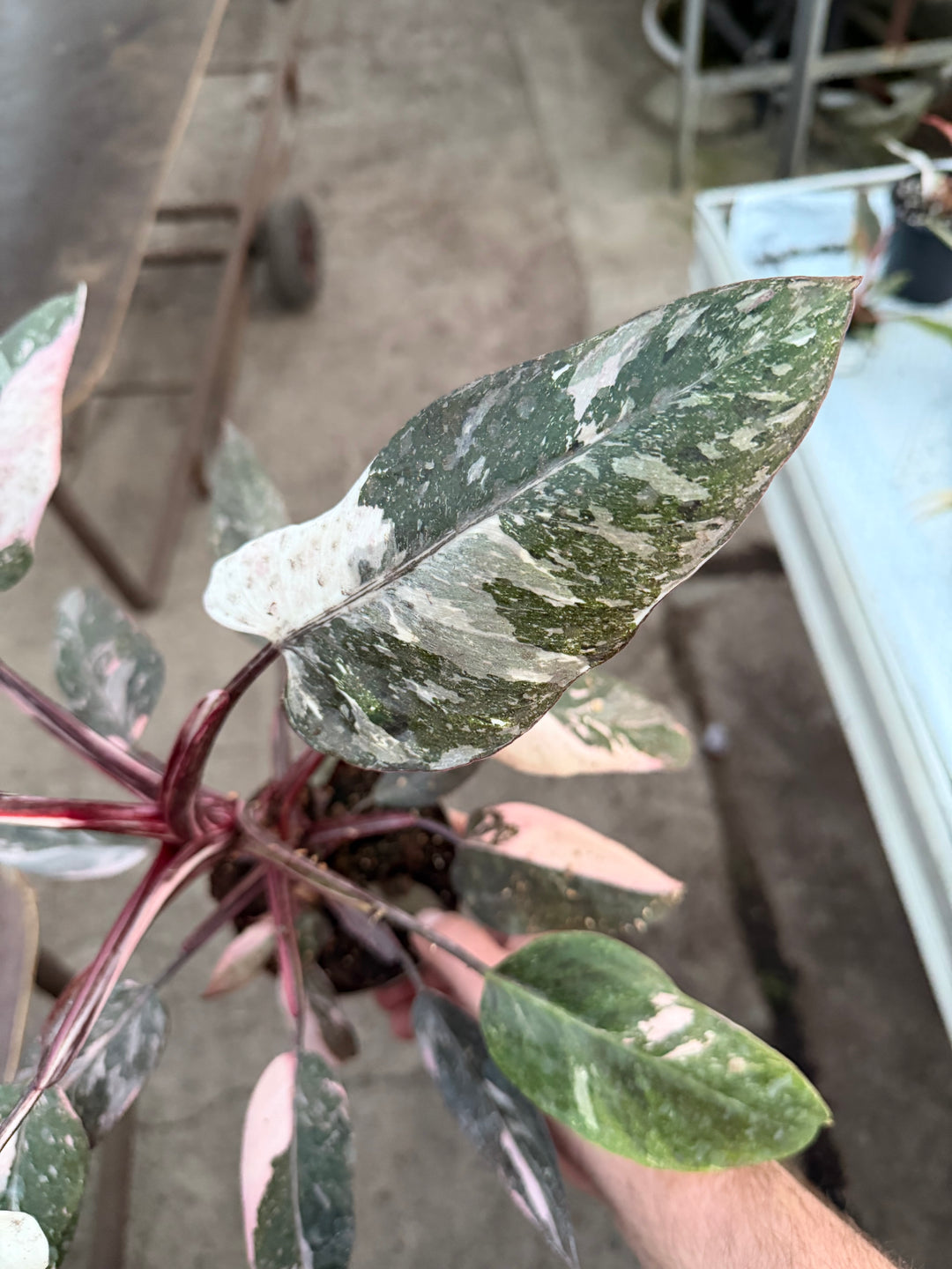 Philodendron pink princess mutation