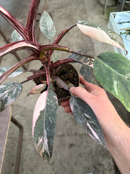 Philodendron pink princess mutation
