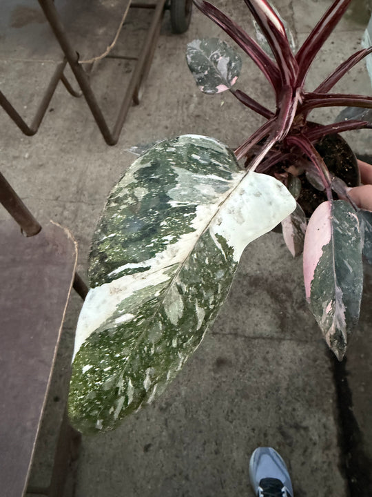 Philodendron pink princess mutation