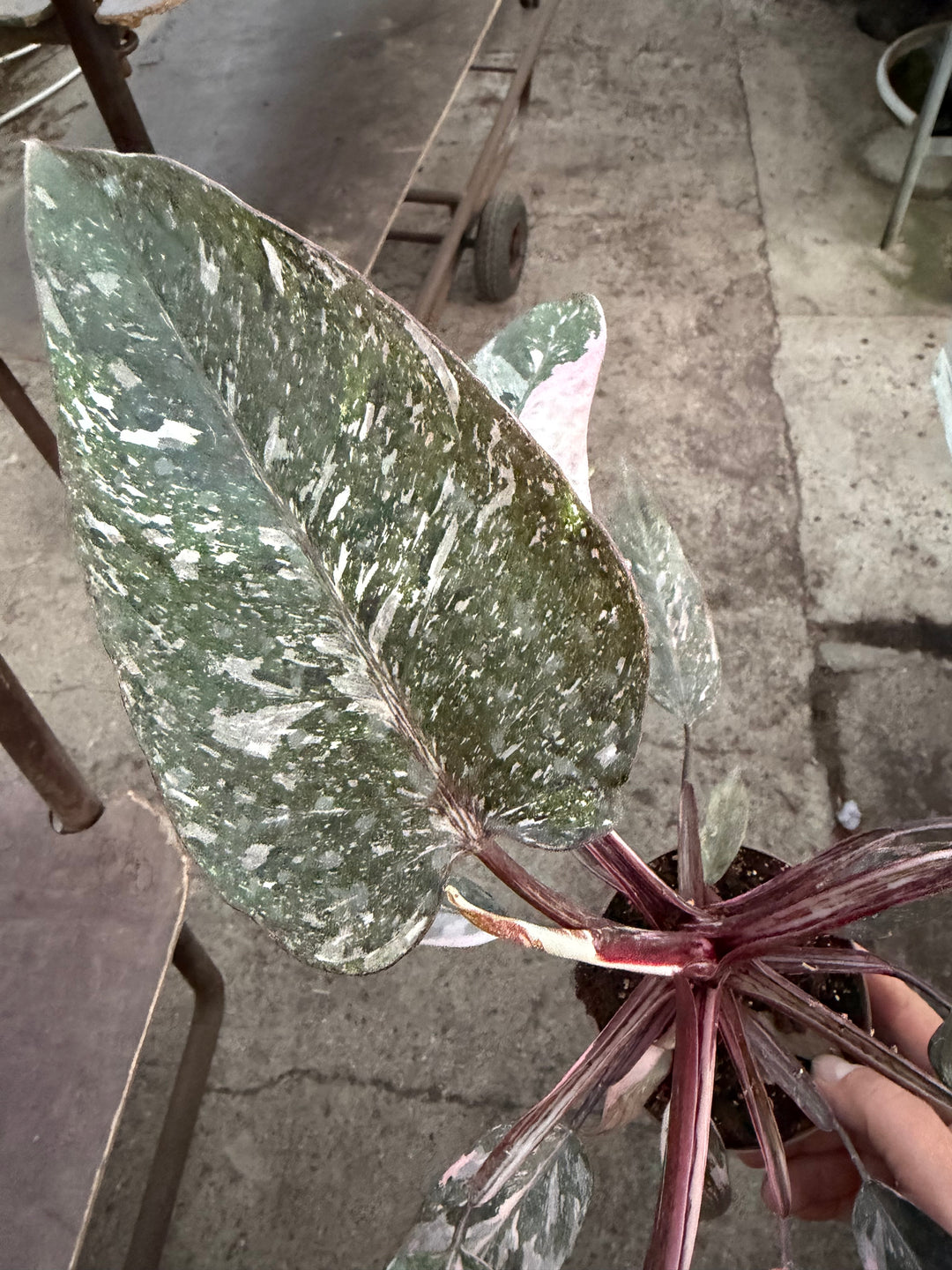 Philodendron pink princess mutation