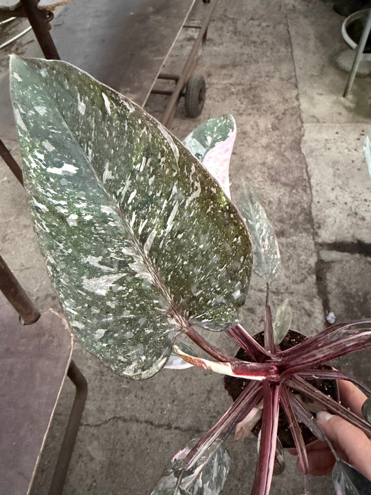 Philodendron pink princess mutation