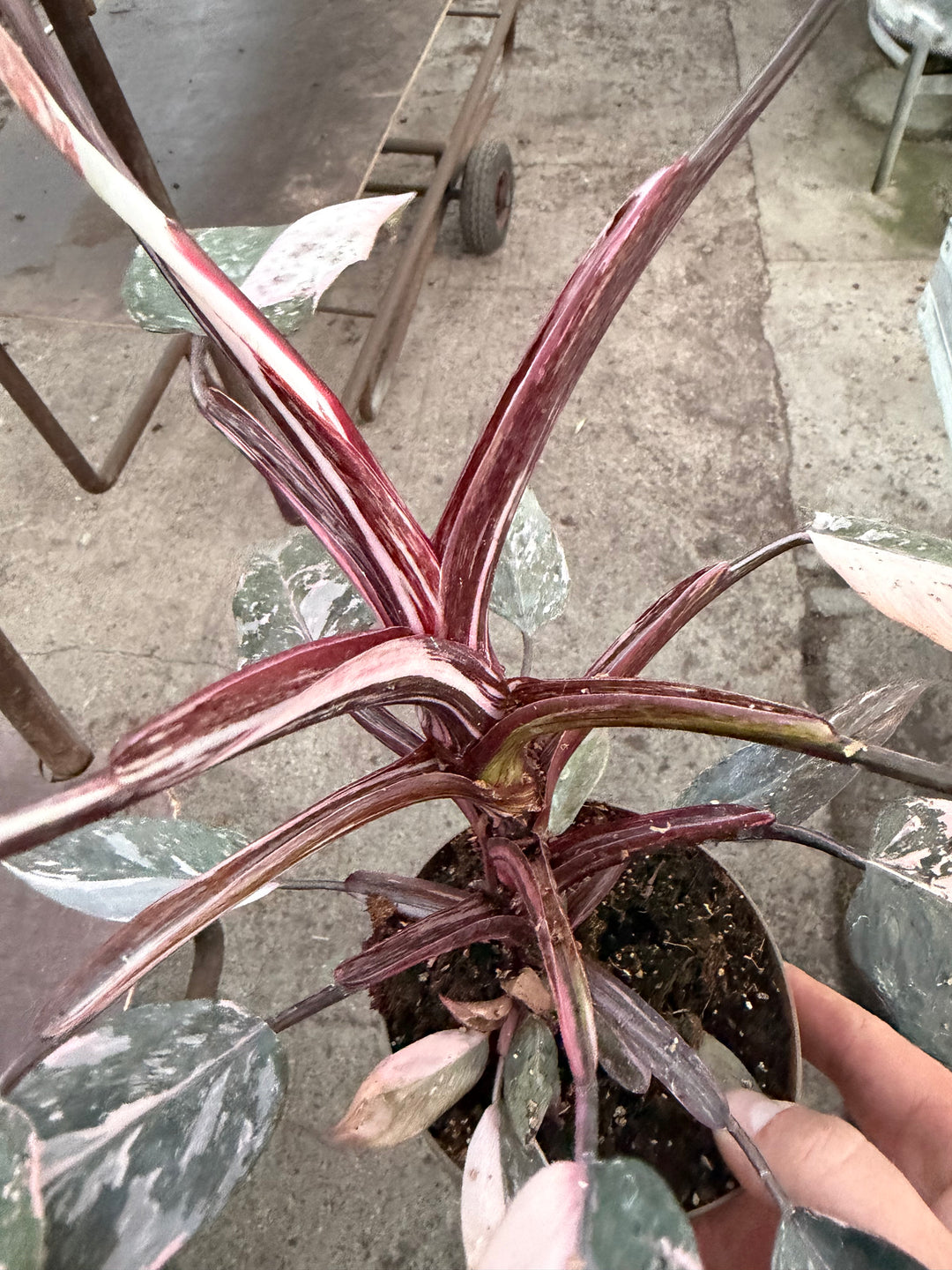Philodendron pink princess mutation