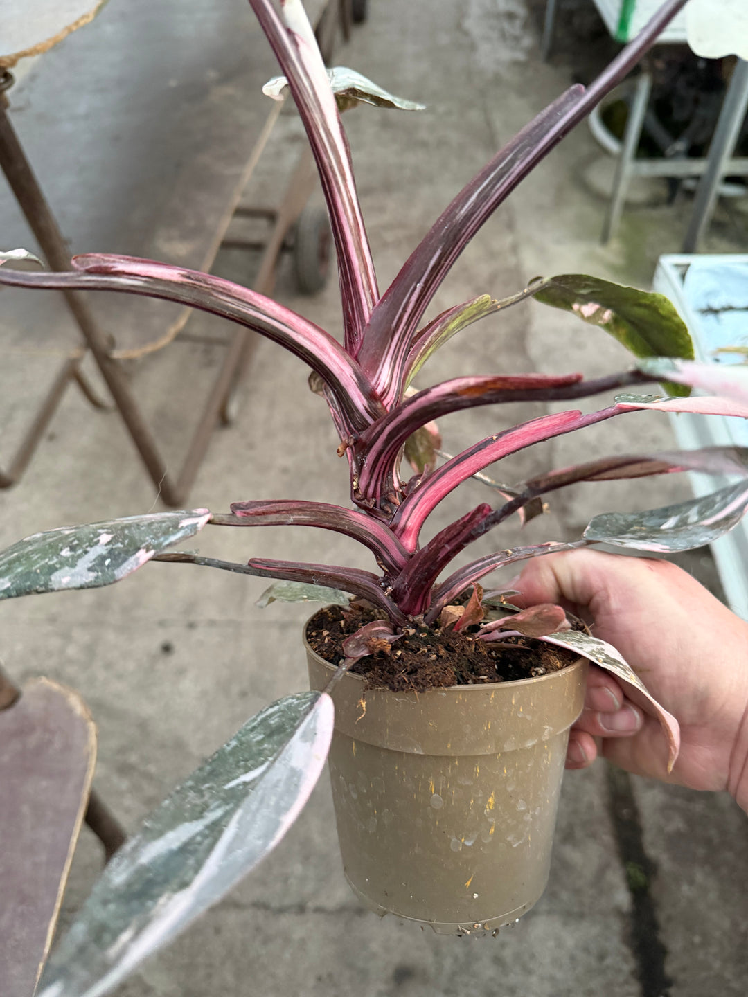 Philodendron pink princess mutation