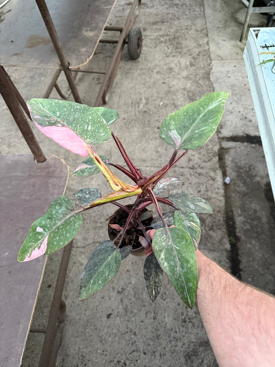 Philodendron pink princess mutation 2