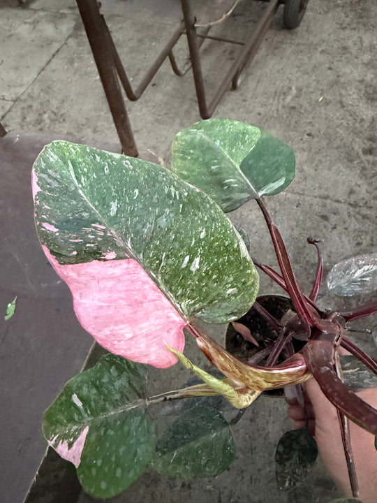 Philodendron pink princess mutation 2