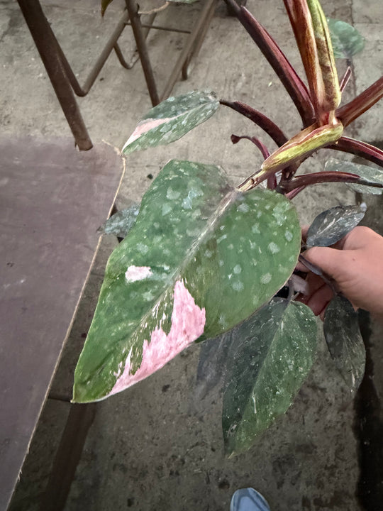 Philodendron pink princess mutation 2