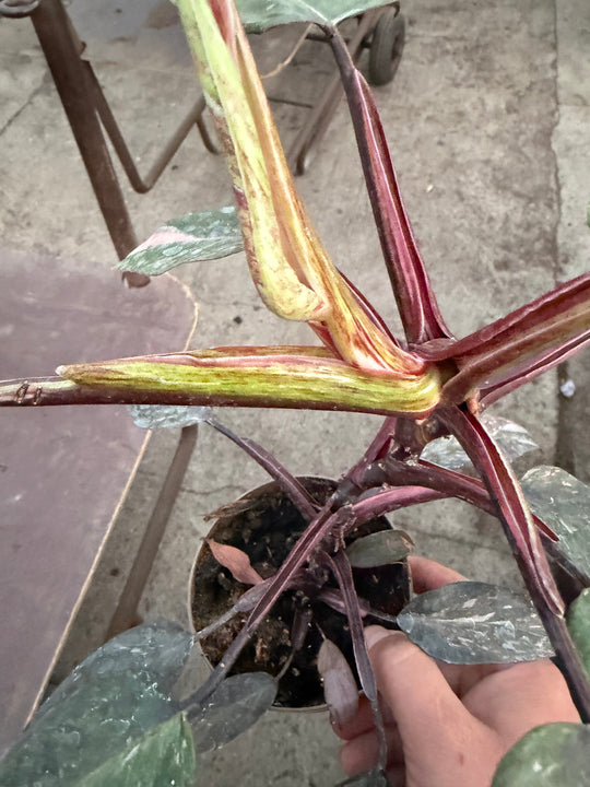 Philodendron pink princess mutation 2