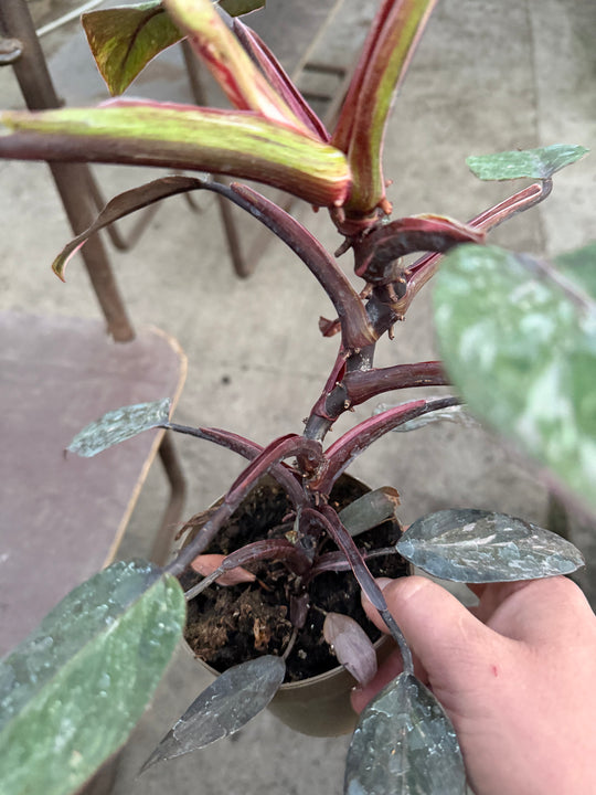 Philodendron pink princess mutation 2