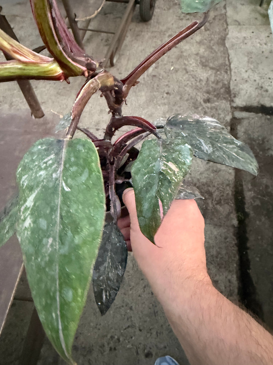 Philodendron pink princess mutation 2