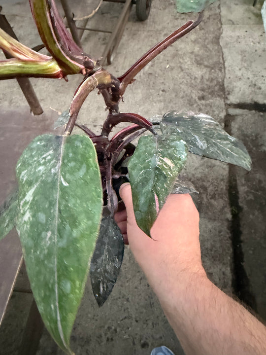 Philodendron pink princess mutation 2