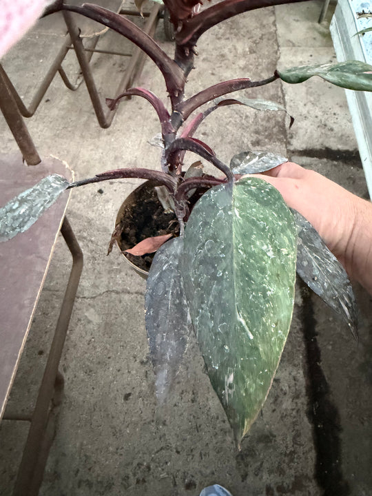 Philodendron pink princess mutation 2