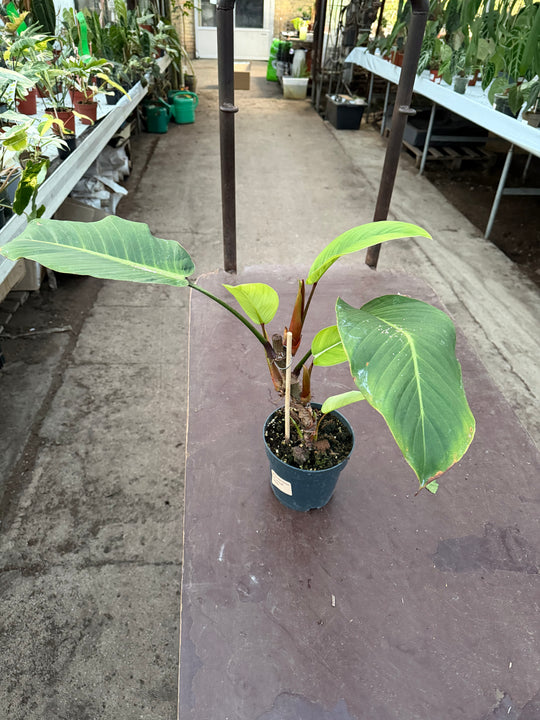 Philodendron geniculatum ‘jet streak’