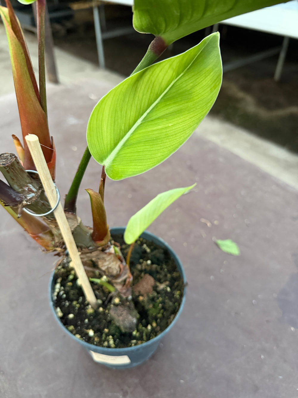 Philodendron geniculatum ‘jet streak’