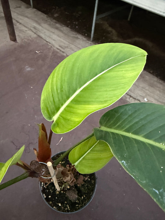 Philodendron geniculatum ‘jet streak’
