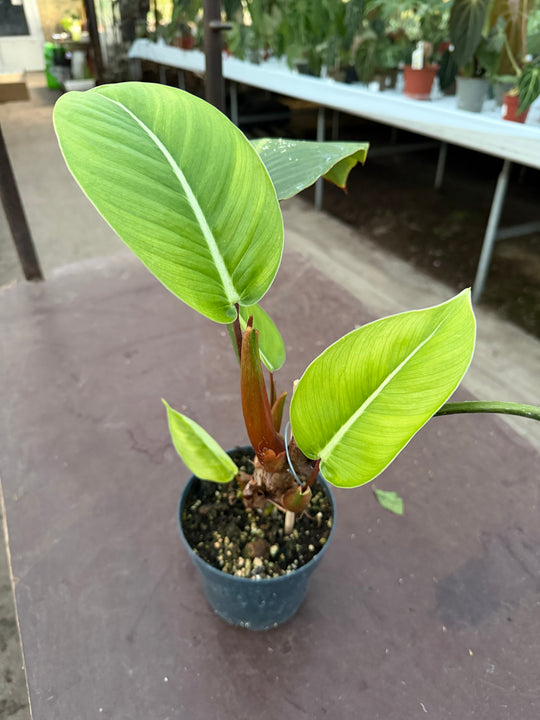 Philodendron geniculatum ‘jet streak’