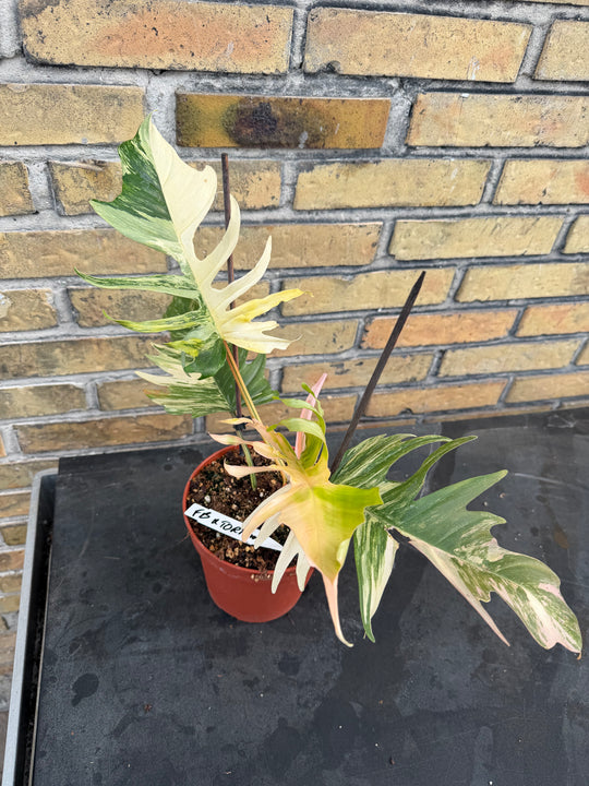 Philodendron Florida beauty x tortum
