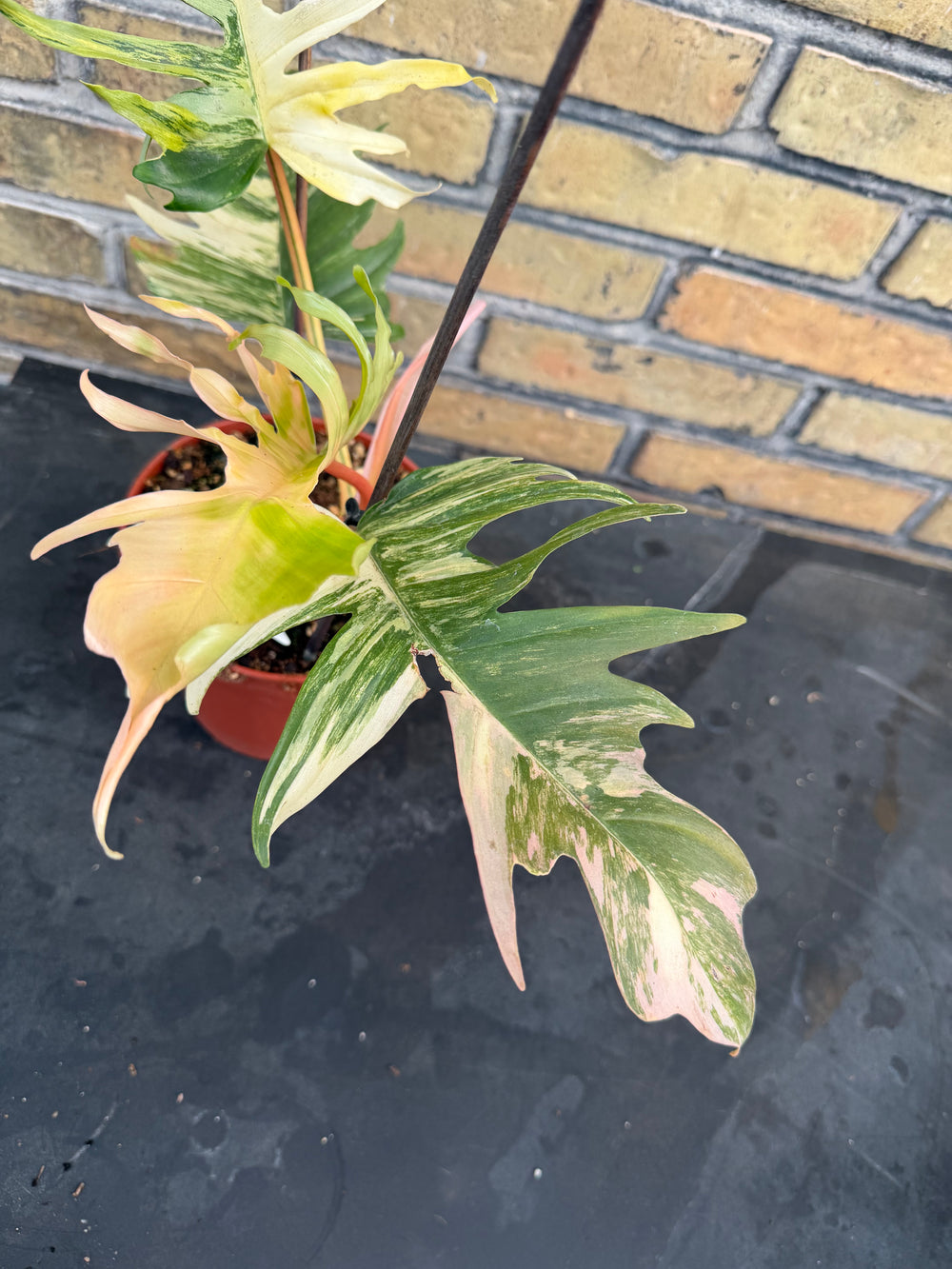Philodendron Florida beauty x tortum