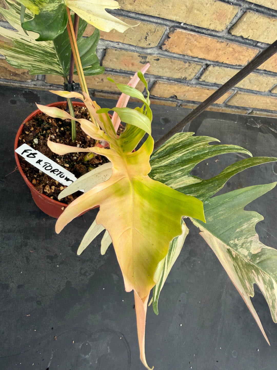 Philodendron Florida beauty x tortum