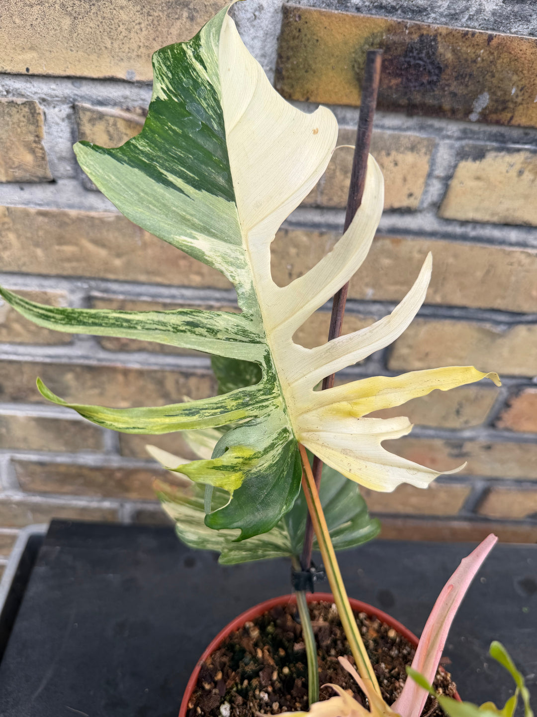 Philodendron Florida beauty x tortum