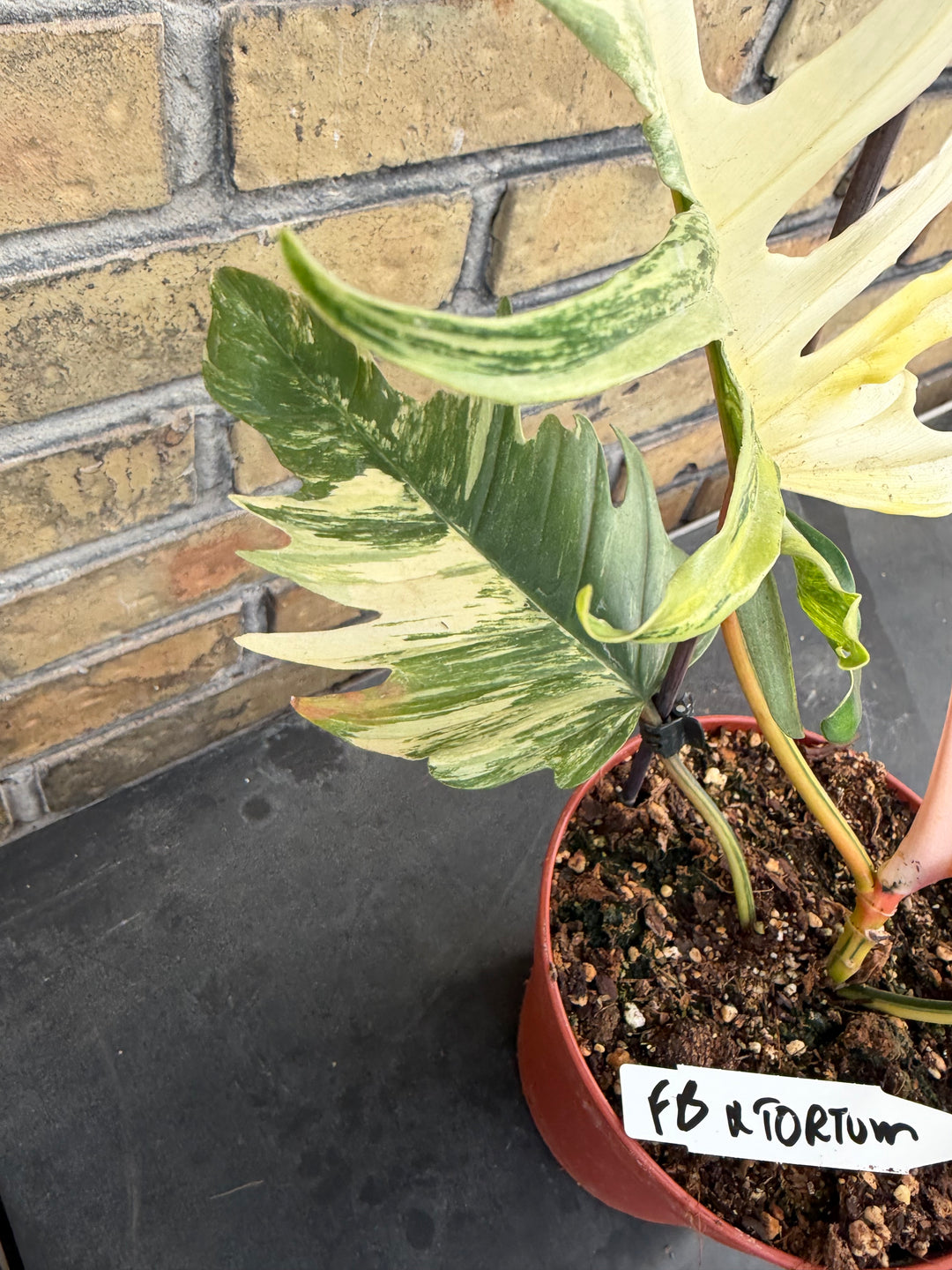 Philodendron Florida beauty x tortum