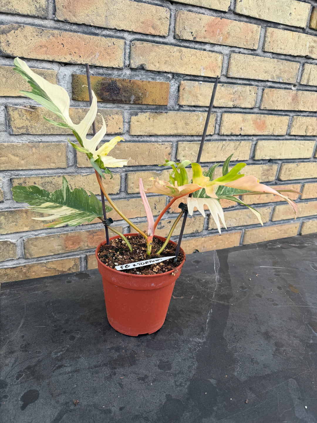 Philodendron Florida beauty x tortum