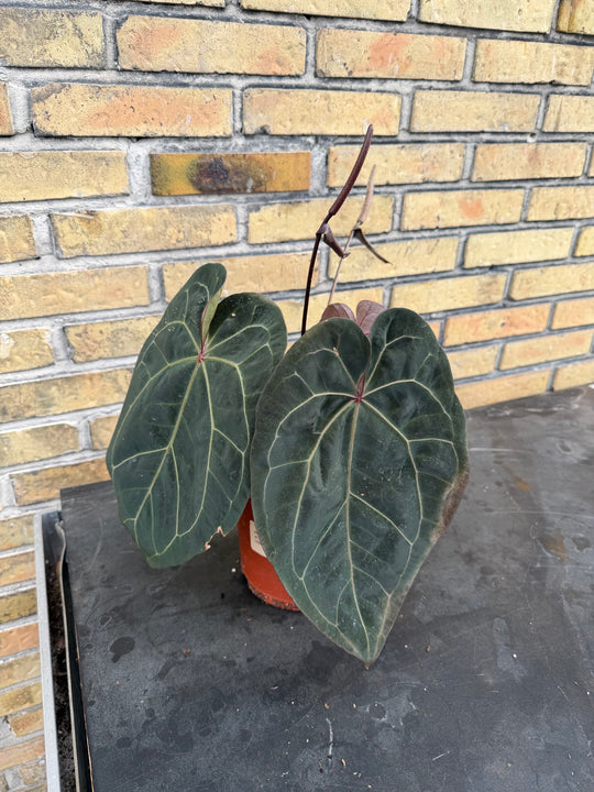 Anthurium ace of space x self