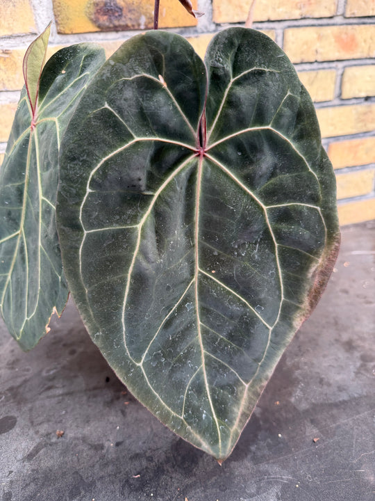Anthurium ace of space x self