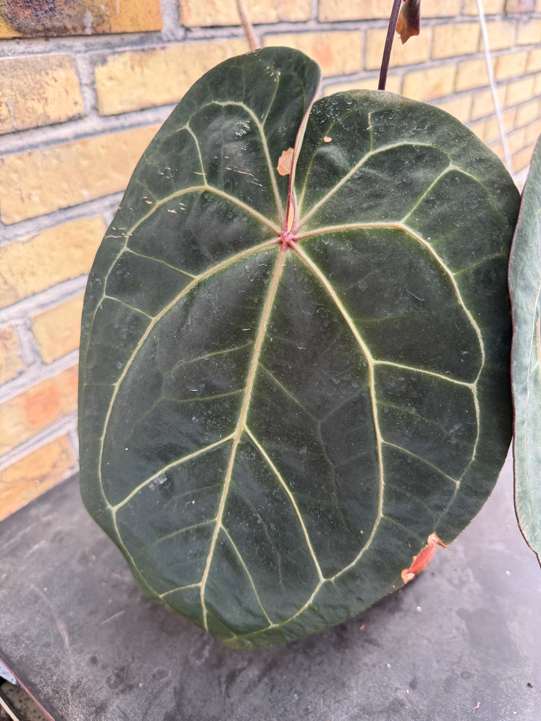 Anthurium ace of space x self