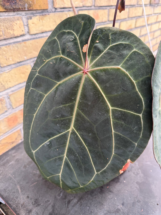 Anthurium ace of space x self