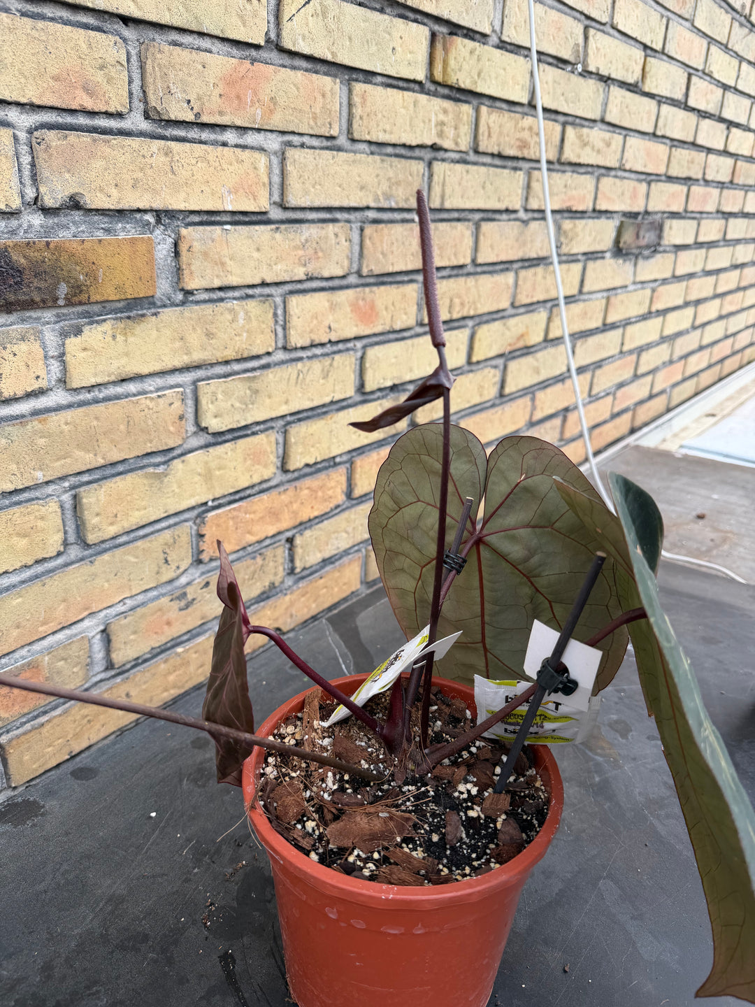 Anthurium ace of space x self