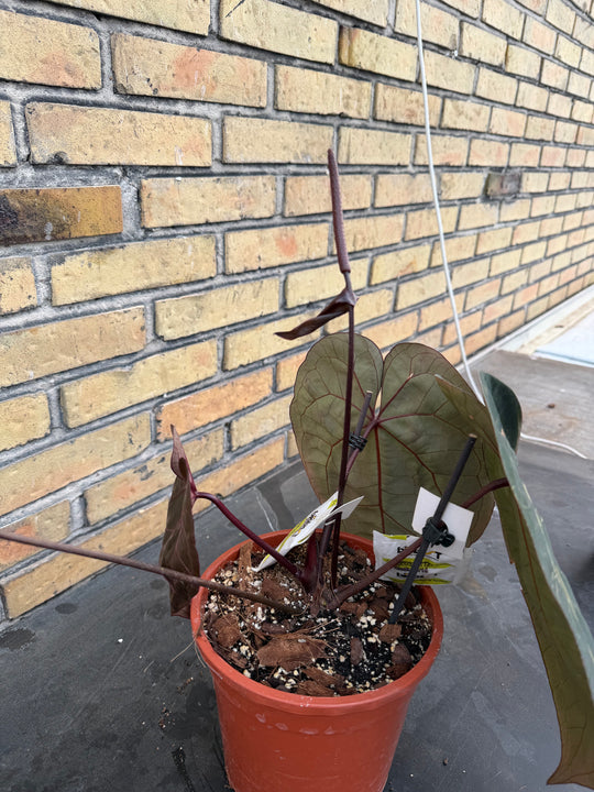 Anthurium ace of space x self