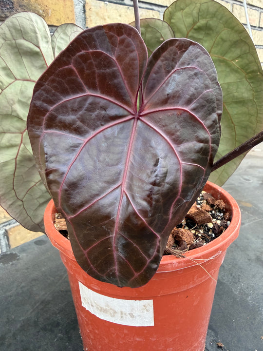 Anthurium ace of space x self