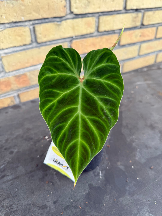 Philodendron verrucosum