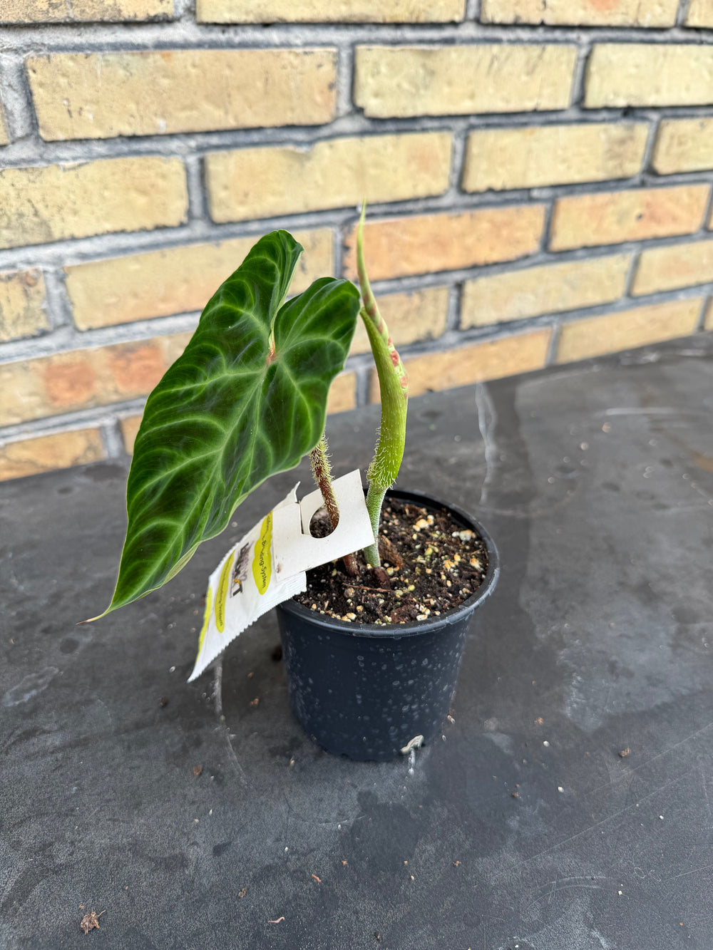 Philodendron verrucosum