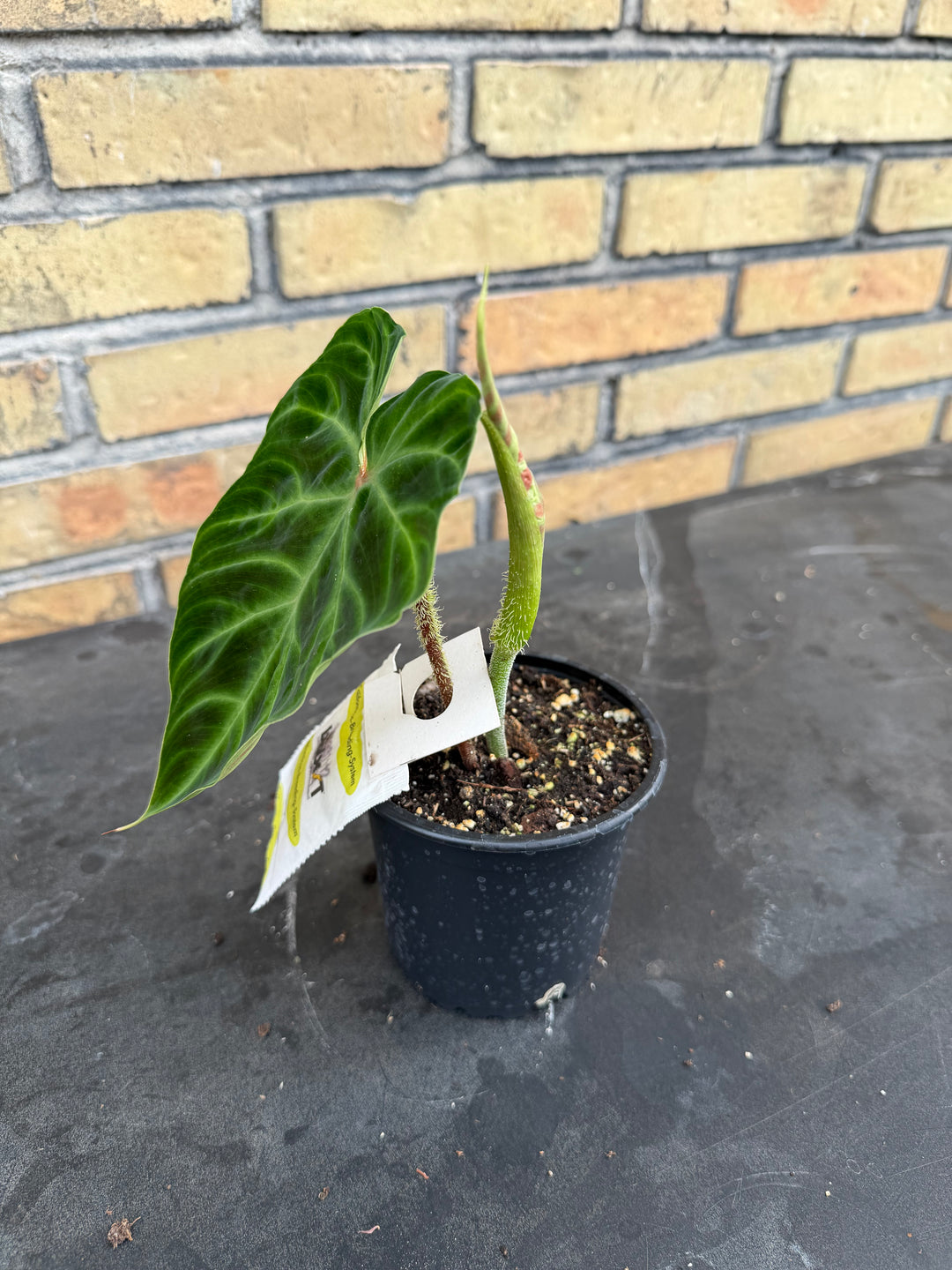 Philodendron verrucosum
