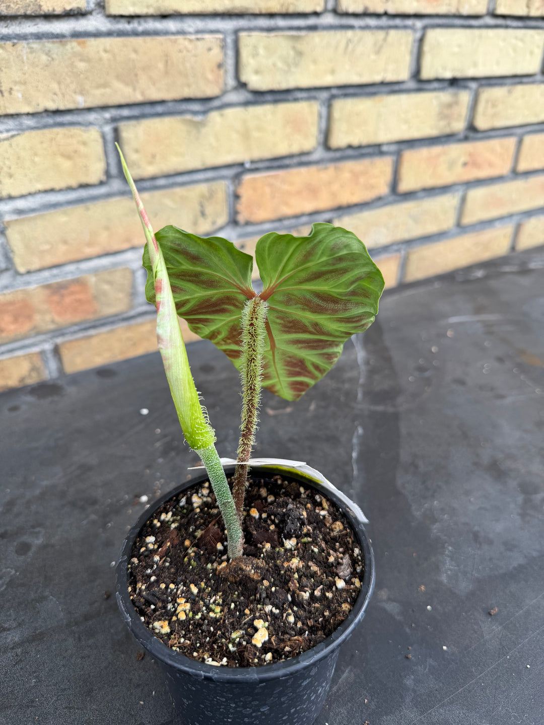 Philodendron verrucosum