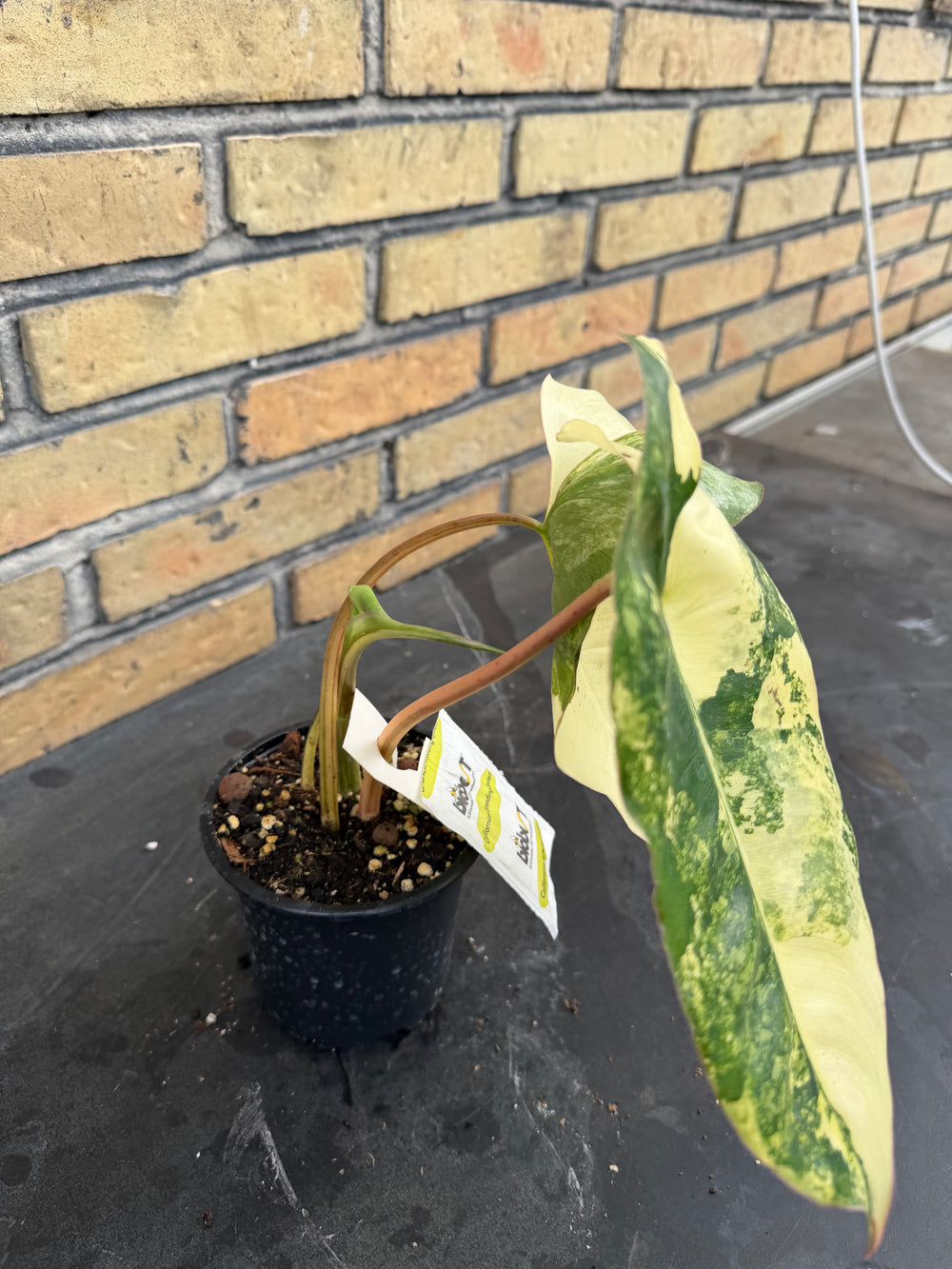 Philodendron burle Marx Varigata