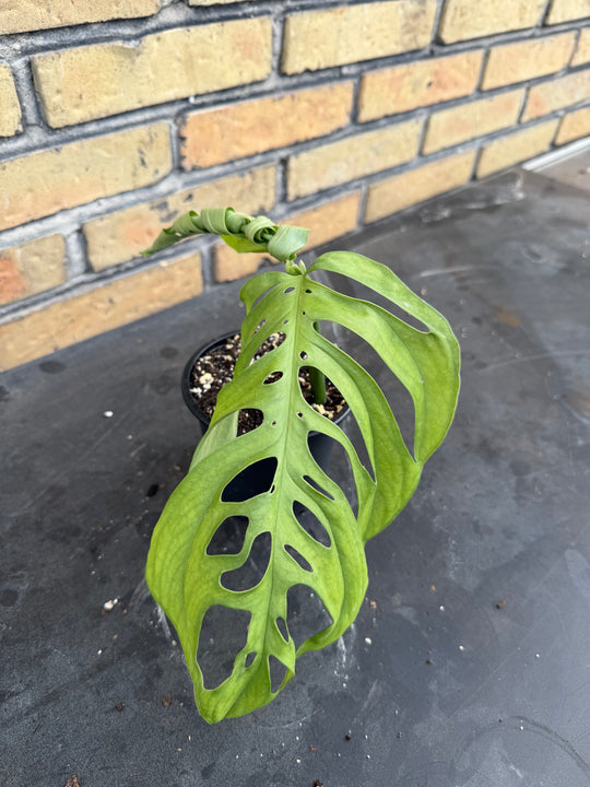 Monstera esqueleto 12 cm