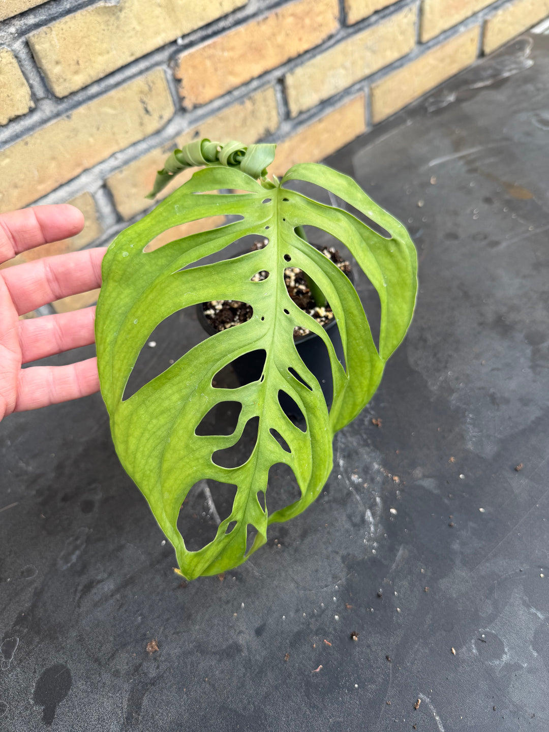 Monstera esqueleto 12 cm