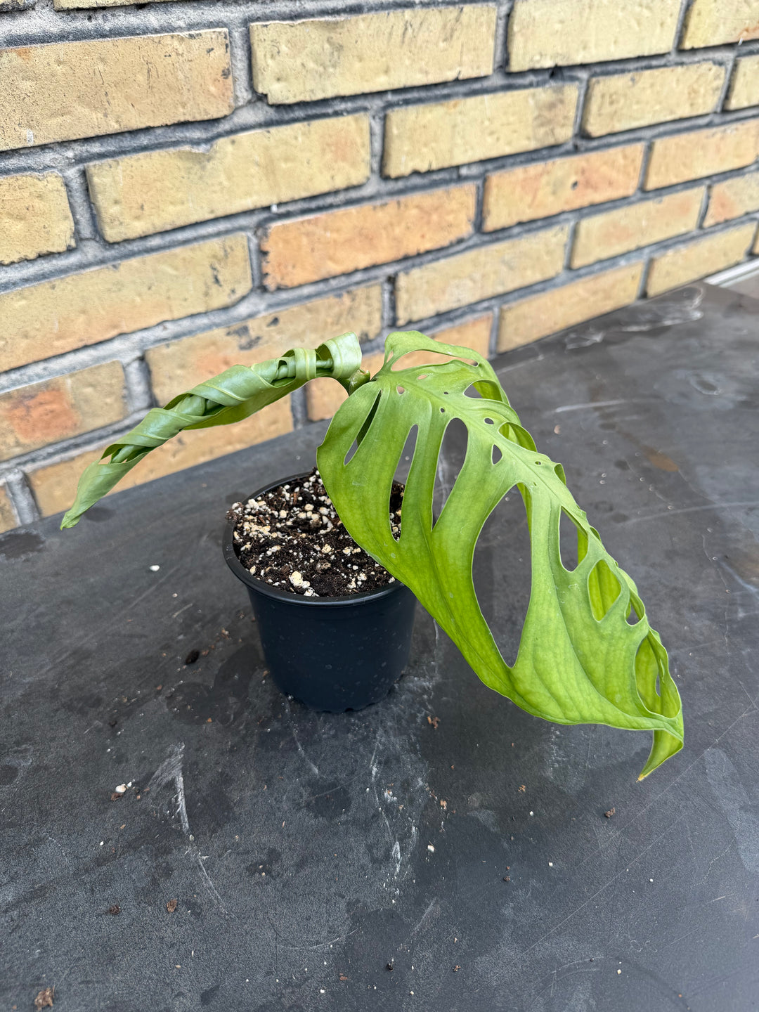 Monstera esqueleto 12 cm