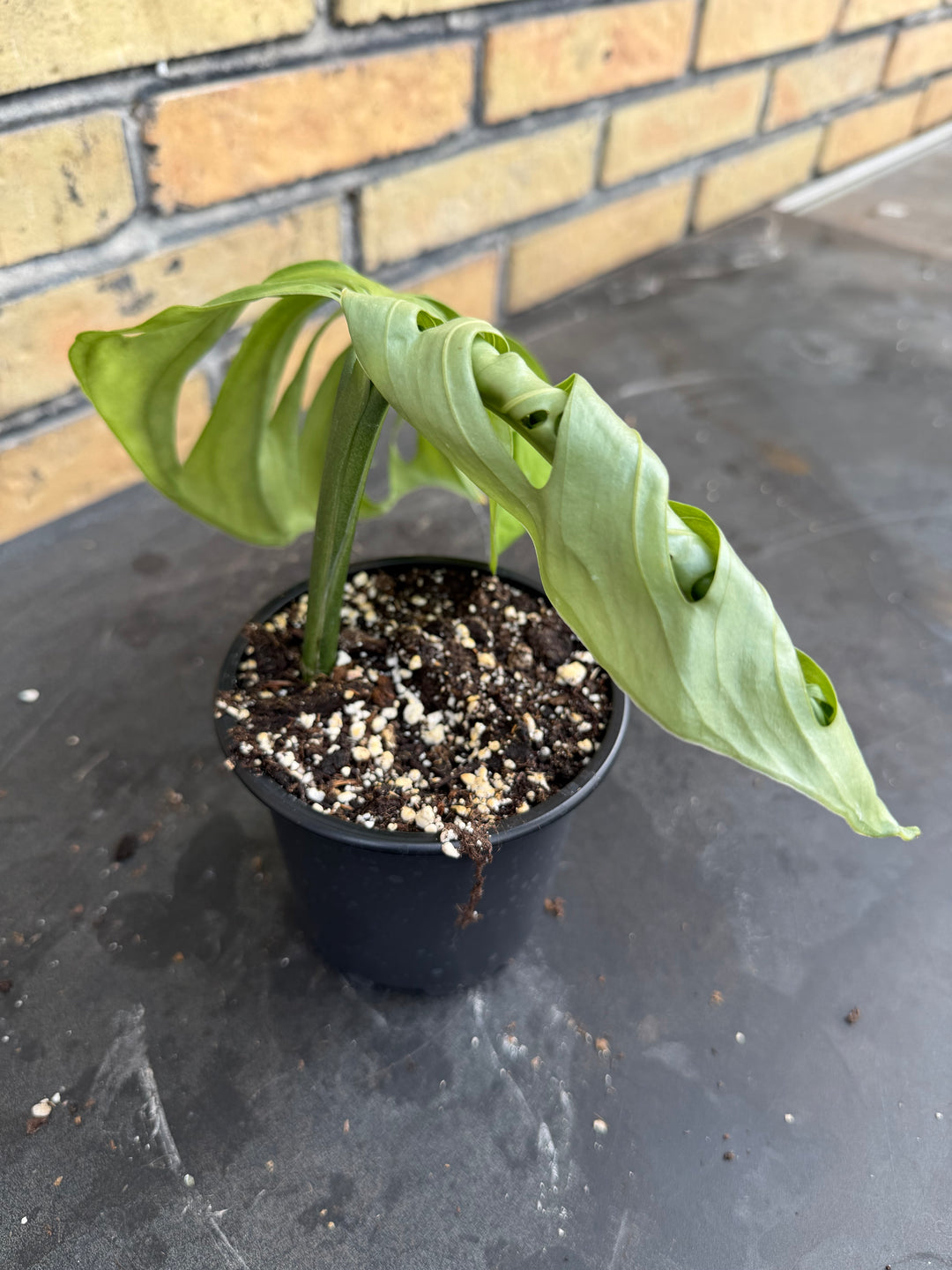 Monstera esqueleto 12 cm